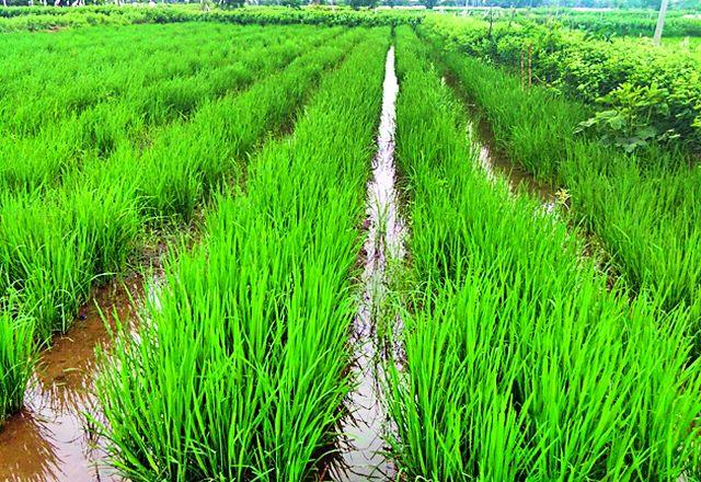The method of SRT Paddy rotation in Kodeparpara | कोदेपारात एसआरटी धान रोवणीची पद्धत