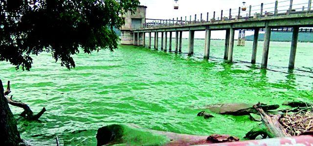 Amalnala dam water has become green | अंमलनाला धरणातील पाणी झाले हिरवे