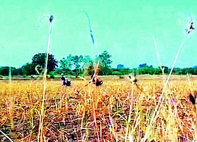 Leases of 31 bogus encroachers in Pombhurna taluka canceled | पोंभूर्णा तालुक्यातील 31 बोगस अतिक्रमणधारकांचे पट्टे रद्द Leases of 31 bogus encroachers in Pombhurna taluka canceled | पोंभूर्णा तालुक्यातील 31 बोगस अतिक्रमणधारकांचे पट्टे रद्द