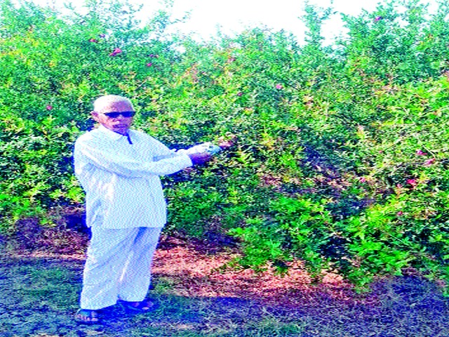 Farmers in crisis due to fungal diseases on pomegranate | डाळिंबावर बुरशीजन्य रोगांमुळे शेतकरी संकटात Farmers in crisis due to fungal diseases on pomegranate | डाळिंबावर बुरशीजन्य रोगांमुळे शेतकरी संकटात
