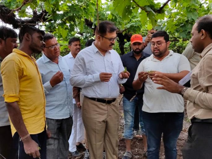 District Collector inspects damaged vineyards | नुकसानग्रस्त द्राक्षबागांची जिल्हाधिकाऱ्यांकडून पाहणी District Collector inspects damaged vineyards | नुकसानग्रस्त द्राक्षबागांची जिल्हाधिकाऱ्यांकडून पाहणी