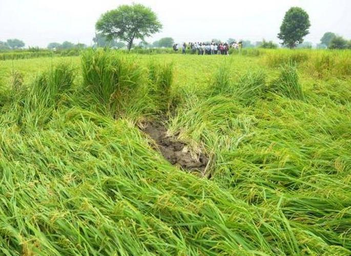 Seven hundred and fifty farmers hit by return rains in Wardha district | वर्धा जिल्ह्यात परतीच्या पावसाचा साडेसातशे शेतकऱ्यांना फटका Seven hundred and fifty farmers hit by return rains in Wardha district | वर्धा जिल्ह्यात परतीच्या पावसाचा साडेसातशे शेतकऱ्यांना फटका