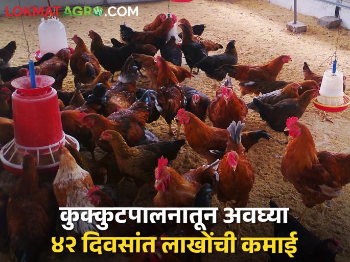Poultry business: Good days for poultry farming, this farmer got lakhs in just 42 days... | poultry business: कुक्कुटपालनाला अच्छे दिन, अवघ्या ४२ दिवसात या शेतकऱ्याला मिळाले लाखो... Poultry business: Good days for poultry farming, this farmer got lakhs in just 42 days... | poultry business: कुक्कुटपालनाला अच्छे दिन, अवघ्या ४२ दिवसात या शेतकऱ्याला मिळाले लाखो...