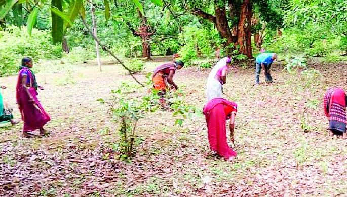 Planting of 50,000 seeds | ५० हजार बियाण्यांचे रोपण Planting of 50,000 seeds | ५० हजार बियाण्यांचे रोपण