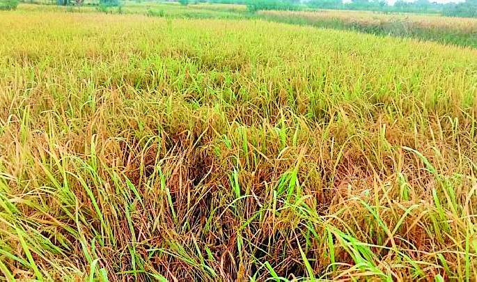 Risk of corrosive and chronic diseases in paddy in cloudy weather | ढगाळ वातावरणाने धानावर करपा व कडाकरपा रोगांचा धोका