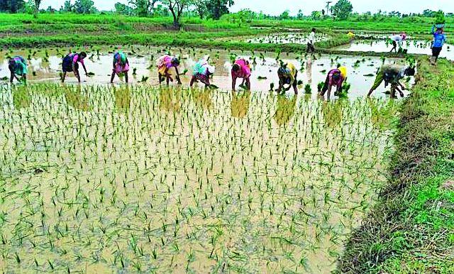 Peak sowing reached 10 percent | पीक पेरणी १० टक्क्यांवर पोहोचली