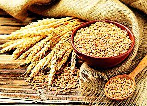 Available 410 quintals of wheat seed | गव्हाचे ४१० क्विंटल बियाणे उपलब्ध