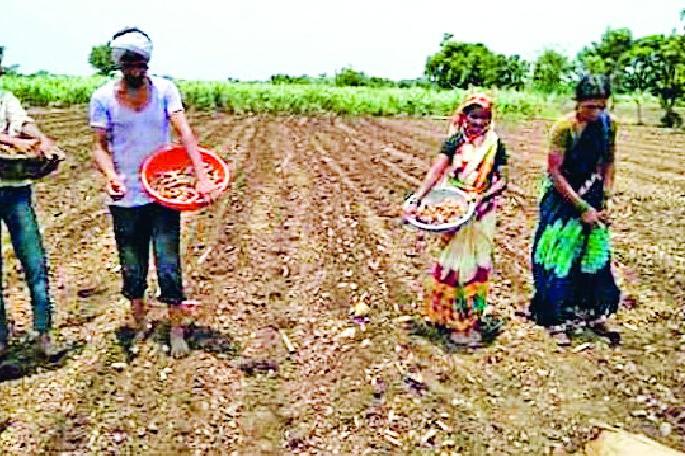 Rabi sowing on 13 thousand hectare | १३ हजार हेक्टरवर रबीची पेरणी