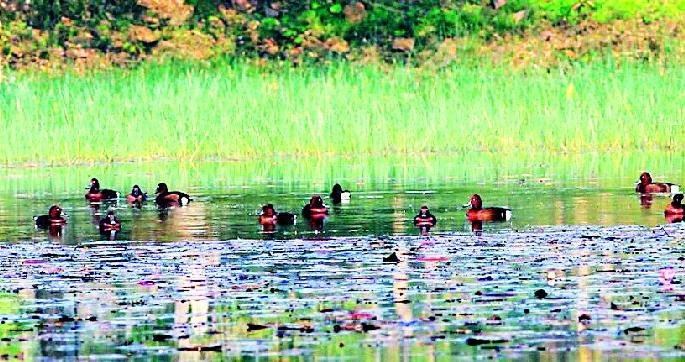 Pond water works in progress | तलावांच्या जलोद्यानाचे काम जोमात Pond water works in progress | तलावांच्या जलोद्यानाचे काम जोमात