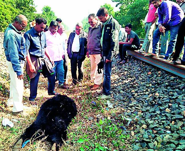 Suspicious death of bear | अस्वलाचा संशयास्पद मृत्यू Suspicious death of bear | अस्वलाचा संशयास्पद मृत्यू