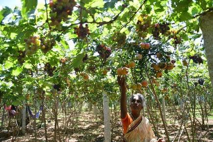Auction grapes from today at Ugaon Shopping Center | उगांव खरेदी-विक्र ी केंद्रावर आजपासुन द्राक्षेमणी लिलाव Auction grapes from today at Ugaon Shopping Center | उगांव खरेदी-विक्र ी केंद्रावर आजपासुन द्राक्षेमणी लिलाव
