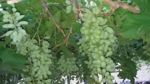 A quarter of a million rupees to grape growers | द्राक्ष उत्पादकांना सव्वातीन लाखांचा गंडा A quarter of a million rupees to grape growers | द्राक्ष उत्पादकांना सव्वातीन लाखांचा गंडा