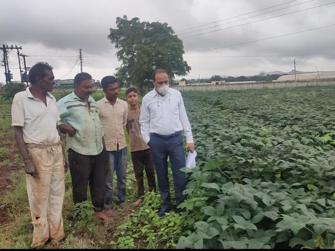 Confusion in the minds of soybean growers | सोयाबीन उत्पादक शेतकऱ्यांच्या मनात संभ्रम Confusion in the minds of soybean growers | सोयाबीन उत्पादक शेतकऱ्यांच्या मनात संभ्रम
