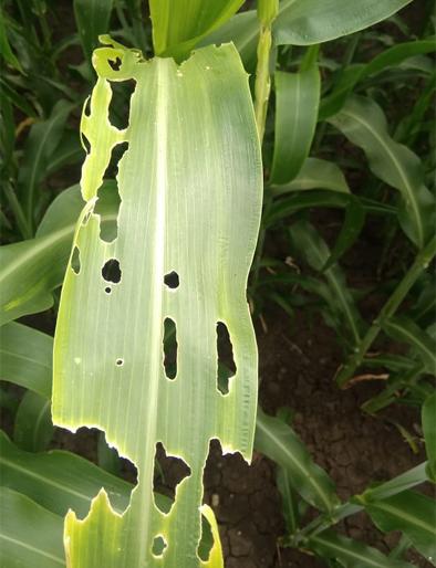 Farmers frustrated by the insects on the tide | ज्वारीवरील लष्करी अळीने शेतकरी झाले हैराण Farmers frustrated by the insects on the tide | ज्वारीवरील लष्करी अळीने शेतकरी झाले हैराण