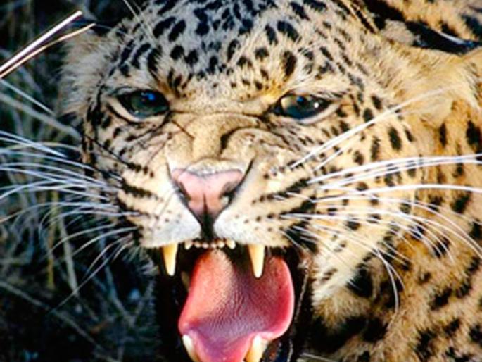 Calf trapped by leopard | बिबट्याने पाडला वासराचा फडशा Calf trapped by leopard | बिबट्याने पाडला वासराचा फडशा