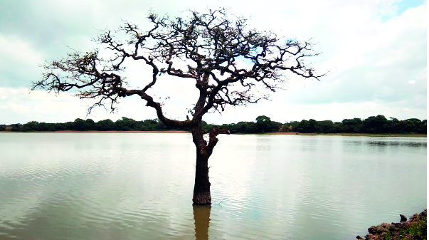 The 'old plateau' tourist is marking tourists | ‘म्हातारीचा पठार’ पर्यटकांना खुणावतोय The 'old plateau' tourist is marking tourists | ‘म्हातारीचा पठार’ पर्यटकांना खुणावतोय
