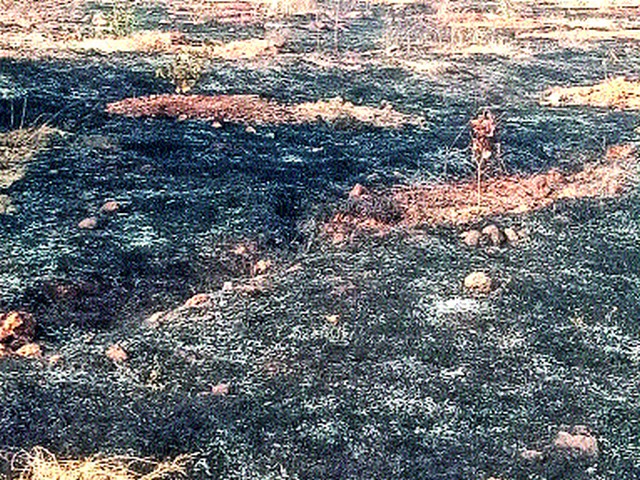 Eat fifteen hundred trees in the fire of Lonjai Mountain | लोणजाई डोंगरावरील आगीत पंधराशे झाडे खाक Eat fifteen hundred trees in the fire of Lonjai Mountain | लोणजाई डोंगरावरील आगीत पंधराशे झाडे खाक