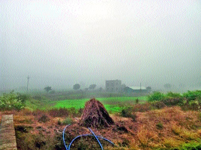 Rabbi crops endangered due to smoke | धुक्यामुळे रब्बी पिके धोक्यात