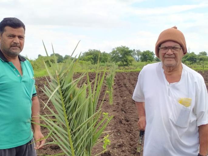 Production of Kashmiri apples in Malegaon taluka | मालेगाव तालुक्यात काश्मिरी सफरचंदाचे उत्पादन Production of Kashmiri apples in Malegaon taluka | मालेगाव तालुक्यात काश्मिरी सफरचंदाचे उत्पादन