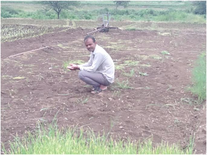 Lampas onion plant from unknown thieves | अज्ञात चोरट्यांकडून कांदा रोप लंपास Lampas onion plant from unknown thieves | अज्ञात चोरट्यांकडून कांदा रोप लंपास