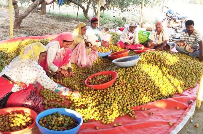 Export of Modnimb bores to the State; Every day there are 2 trucks in Gujarat, Andhra Pradesh | मोडनिंबच्या बोरांची परराज्यात निर्यात; दररोज २५ ट्रक जातात गुजरात, आंध्रप्रदेशात Export of Modnimb bores to the State; Every day there are 2 trucks in Gujarat, Andhra Pradesh | मोडनिंबच्या बोरांची परराज्यात निर्यात; दररोज २५ ट्रक जातात गुजरात, आंध्रप्रदेशात
