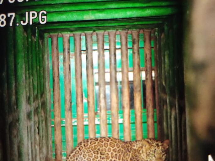 Leopard zircon in Tamaswadi | तामसवाडी येथे बिबट्या जेरबंद Leopard zircon in Tamaswadi | तामसवाडी येथे बिबट्या जेरबंद