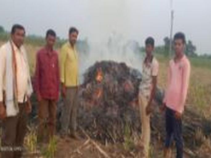 Burning sorghum due to lightning | विजेची ठिणगी पडल्याने ज्वारी जळून खाक Burning sorghum due to lightning | विजेची ठिणगी पडल्याने ज्वारी जळून खाक