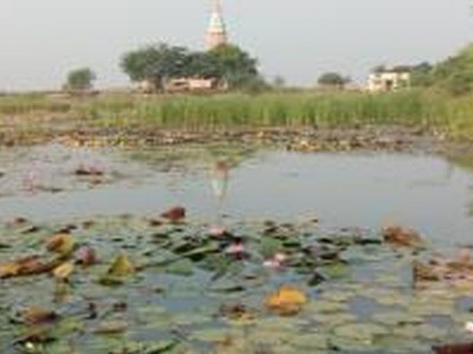 Lotus flowers have been blooming in the lake at Mahadev Birdi for hundreds of years | महादेव बर्डी येथे तलावात शेकडो वर्षांपासून फुलताहेत कमळाची फुले Lotus flowers have been blooming in the lake at Mahadev Birdi for hundreds of years | महादेव बर्डी येथे तलावात शेकडो वर्षांपासून फुलताहेत कमळाची फुले