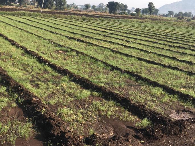 Cloudy weather hits onion seedlings in Ootur area | ओतूर परिसरात ढगाळ हवामानाचा कांदा रोपांना फटका Cloudy weather hits onion seedlings in Ootur area | ओतूर परिसरात ढगाळ हवामानाचा कांदा रोपांना फटका