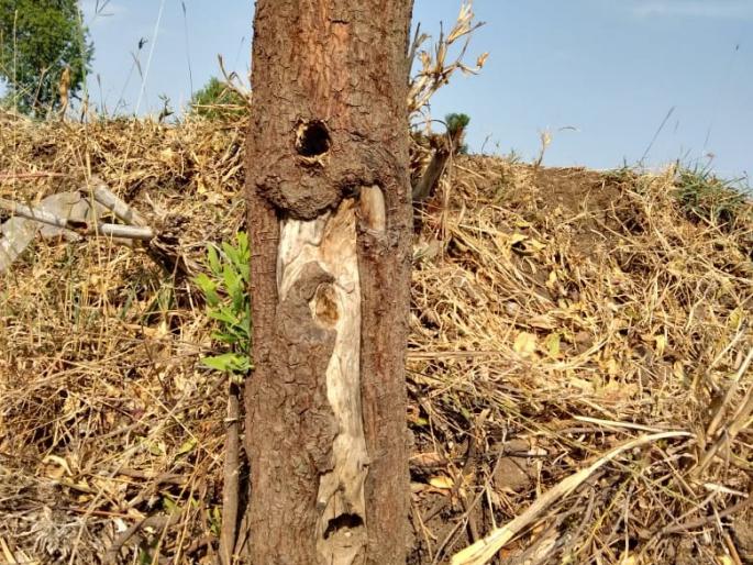  Shower of pandemonium in Pale Khurd area | पाळे खुर्द परिसरात चंदनचोरांचा धुमाकूळ