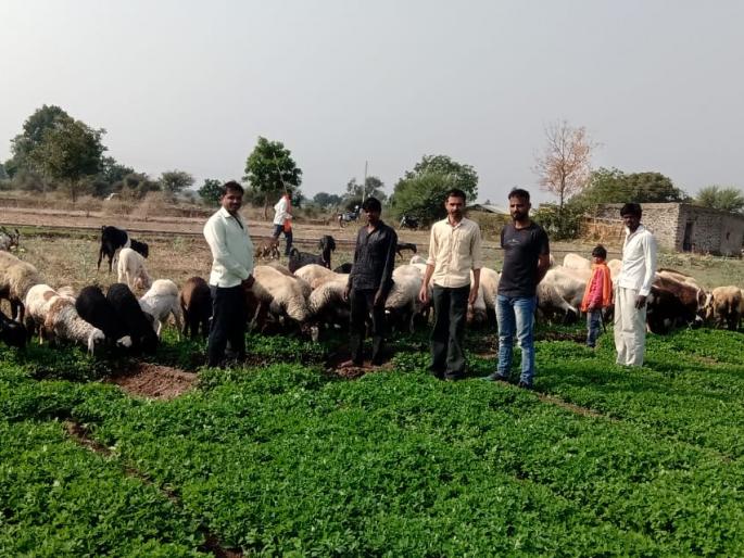The sheep left in the fenugreek field due to kavidimol brother | कवडीमोल भावामुळे शेतकऱ्याने मेथीच्या शेतात सोडल्या मेंढया The sheep left in the fenugreek field due to kavidimol brother | कवडीमोल भावामुळे शेतकऱ्याने मेथीच्या शेतात सोडल्या मेंढया