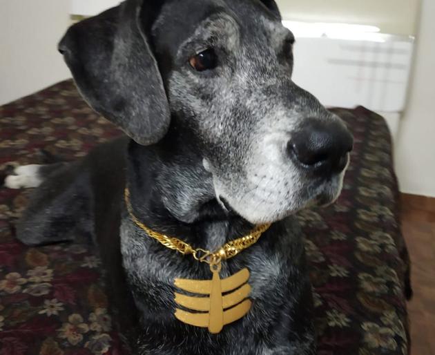 Shawna gets golden gown for birthday | वाढदिवसानिमित्त श्वानाला मिळाला सोन्याचा गोफ ! Shawna gets golden gown for birthday | वाढदिवसानिमित्त श्वानाला मिळाला सोन्याचा गोफ !