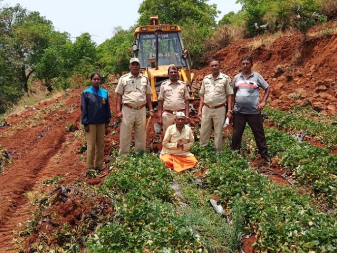 Destruction of strawberry crop, forest clearance, forest department action | स्ट्रॉबेरीचे पीक नष्ट करून जागा ताब्यात, वनविभागाची कारवाई Destruction of strawberry crop, forest clearance, forest department action | स्ट्रॉबेरीचे पीक नष्ट करून जागा ताब्यात, वनविभागाची कारवाई
