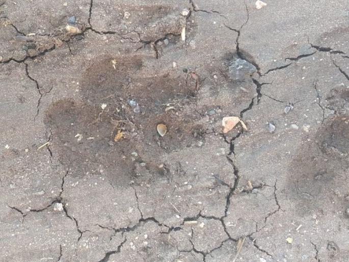 Leopard sighting in Bhadgaon Shivara | भडगाव शिवारात बिबट्याचे  दर्शन Leopard sighting in Bhadgaon Shivara | भडगाव शिवारात बिबट्याचे  दर्शन