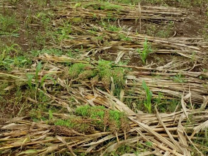 Waiting for panchanama of crops in Mahindale area | महिंदळे परिसरात पिकांच्या पंचनाम्याची प्रतीक्षाच