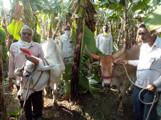 A stolen bull from Purgaon was found in a banana field in Chincholi | चिंचोलीत केळीच्या शेतात सापडली पारगावहून चोरलेली बैलजोडी A stolen bull from Purgaon was found in a banana field in Chincholi | चिंचोलीत केळीच्या शेतात सापडली पारगावहून चोरलेली बैलजोडी