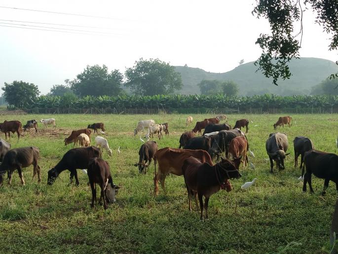 Jamner risks dairy business due to lack of fodder | जामनेरला चाऱ्याअभावी दुग्ध व्यवसाय धोक्यात Jamner risks dairy business due to lack of fodder | जामनेरला चाऱ्याअभावी दुग्ध व्यवसाय धोक्यात
