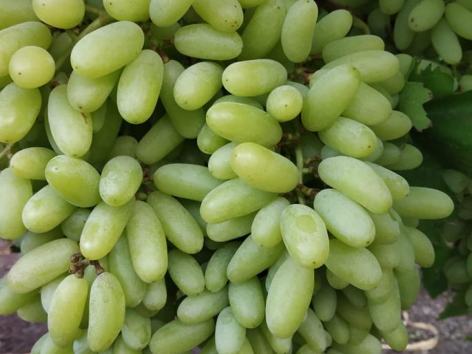 CoronaVirus Lockdown: Corona has trouble grape growers | CoronaVirus Lockdown : कोरोनामुळे द्राक्षउत्पादक अडचणीत CoronaVirus Lockdown: Corona has trouble grape growers | CoronaVirus Lockdown : कोरोनामुळे द्राक्षउत्पादक अडचणीत