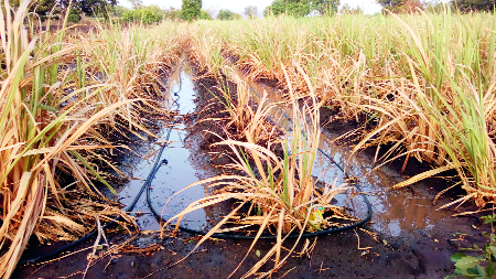 Nigdi, Wellington, for an hour before monsoon rained, for an hour | मान्सूनपूर्व पावसाने निगडी, वेलंगला तासभर झोडपले Nigdi, Wellington, for an hour before monsoon rained, for an hour | मान्सूनपूर्व पावसाने निगडी, वेलंगला तासभर झोडपले