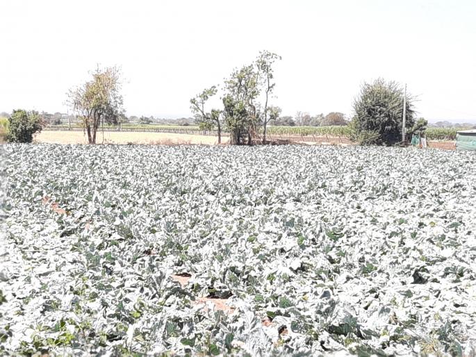 Vegetable prices fall | भाजीपाला दरात घसरण  Vegetable prices fall | भाजीपाला दरात घसरण