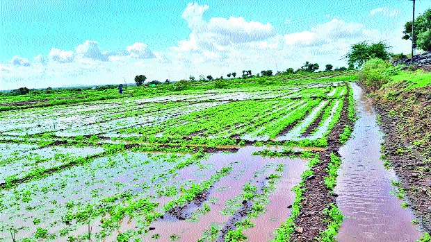 Heavy rains in Nandurshingote area | नांदूरशिंगोटे परिसरात मुसळधार पाऊस Heavy rains in Nandurshingote area | नांदूरशिंगोटे परिसरात मुसळधार पाऊस