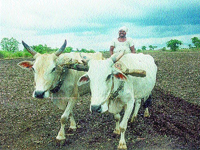 88 percent sowing in the district | जिल्ह्यात ८८ टक्के पेरणी 88 percent sowing in the district | जिल्ह्यात ८८ टक्के पेरणी