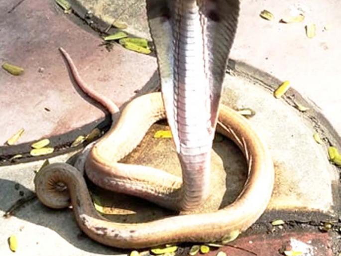 Abb ... a snake called 'scale les cobra' found in Solapur | अबब...सोलापुरात आढळला ‘स्केल लेस कोबरा’ नावाचा नाग Abb ... a snake called 'scale les cobra' found in Solapur | अबब...सोलापुरात आढळला ‘स्केल लेस कोबरा’ नावाचा नाग