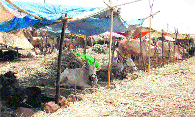 Fodder camp for 150 cattle in drought-hit areas | दुष्काळी तालुक्यात १५० जनावरांसाठी चारा छावणी Fodder camp for 150 cattle in drought-hit areas | दुष्काळी तालुक्यात १५० जनावरांसाठी चारा छावणी