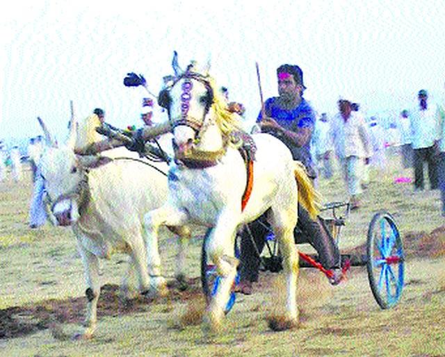 A case has been registered against 29 people who have finished the race | तांगा शर्यत भरविणाऱ्या २९ जणांविरु द्ध गुन्हा दाखल A case has been registered against 29 people who have finished the race | तांगा शर्यत भरविणाऱ्या २९ जणांविरु द्ध गुन्हा दाखल