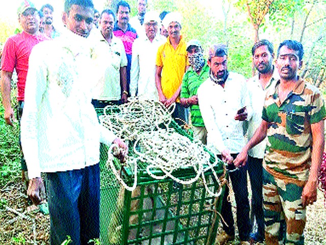 Loss of life in the well | विहिरीत पडलेल्या तरसाला जीवदान Loss of life in the well | विहिरीत पडलेल्या तरसाला जीवदान