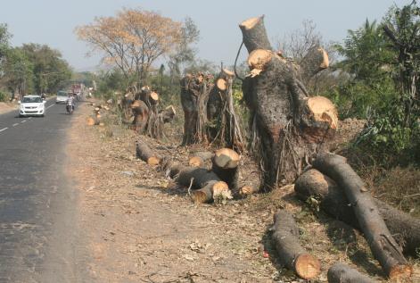 Penal action on the debris | जंगलतोड करणाऱ्यांवर दंडात्मक कारवाई
