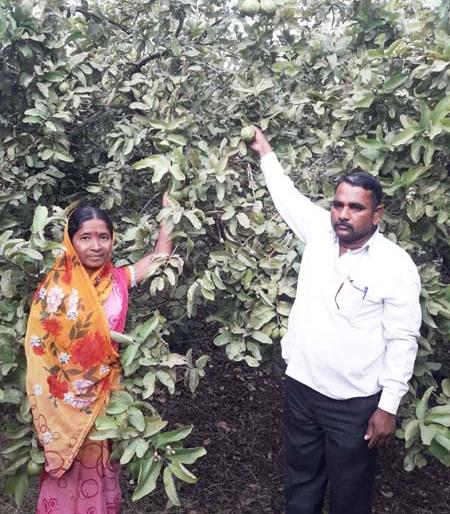 Peru's life is sweet ... a home of claim | पेरूने केले आयुष्य गोड... मिळाले हक्काचे घर Peru's life is sweet ... a home of claim | पेरूने केले आयुष्य गोड... मिळाले हक्काचे घर