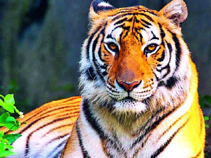 Fodder cultivation from forest workers | वनकर्मचाऱ्यांकडून चारा पिकाची सवंगणी