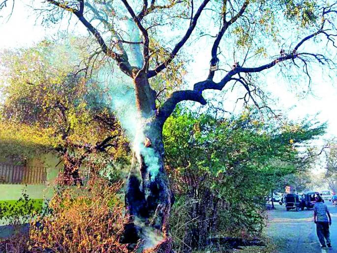 In the city there is a tree-planting session | शहरात वृक्षतोडीचे सत्र सुरूच In the city there is a tree-planting session | शहरात वृक्षतोडीचे सत्र सुरूच